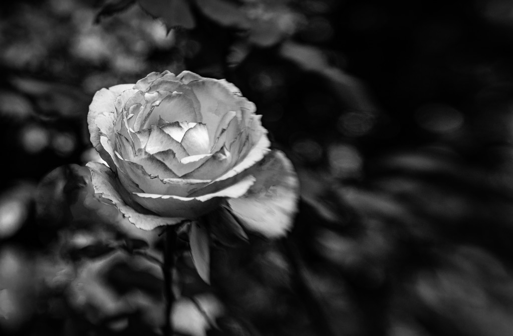 Lensbaby Rose by vignouse