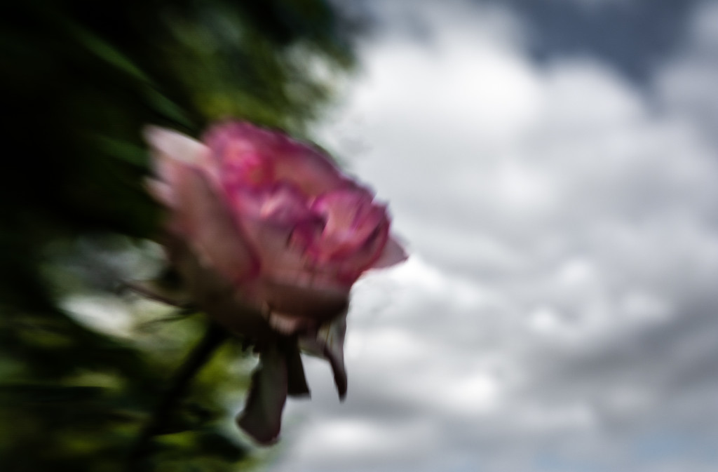 Lensbaby Rose 2 by vignouse