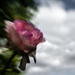 Lensbaby Rose 2 by vignouse