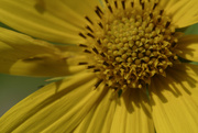 31st Aug 2020 - sawtooth sunflower