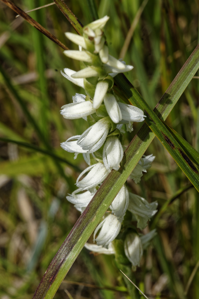 great plains ladies' tresses by rminer