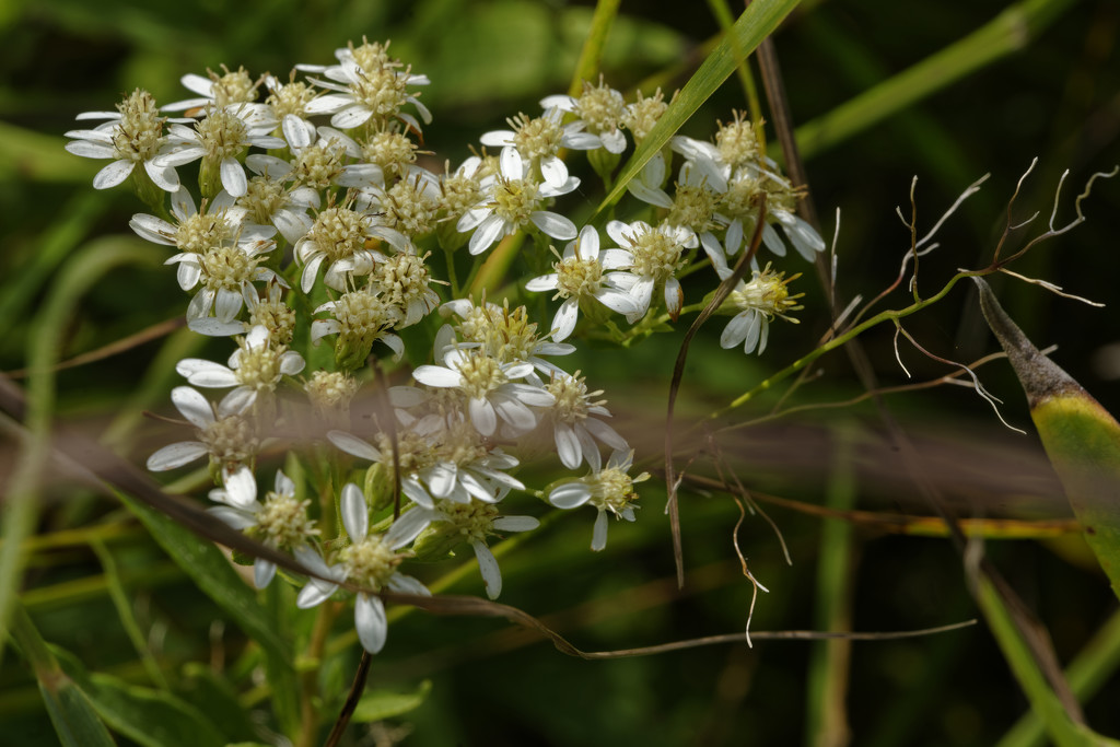 flat-top white aster by rminer