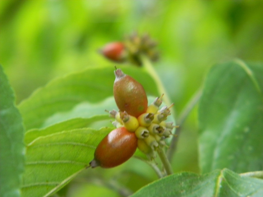 Berries on Dogwood Tree  by sfeldphotos