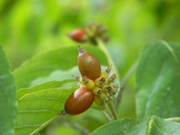 31st Aug 2020 - Berries on Dogwood Tree 
