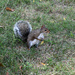 Capitol Squirrel  by homeschoolmom