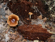 28th Aug 2020 - Tiny mushrooms