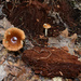 Tiny mushrooms by homeschoolmom