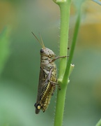 31st Aug 2020 - August 31: Grasshopper