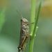 August 31: Grasshopper by daisymiller