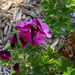 Ivy leaved geranium by larrysphotos