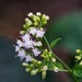 White snakeroot by amyk