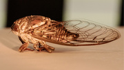 31st Aug 2020 - Cicada With It's Wings!