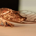 Cicada With It's Wings! by rickster549