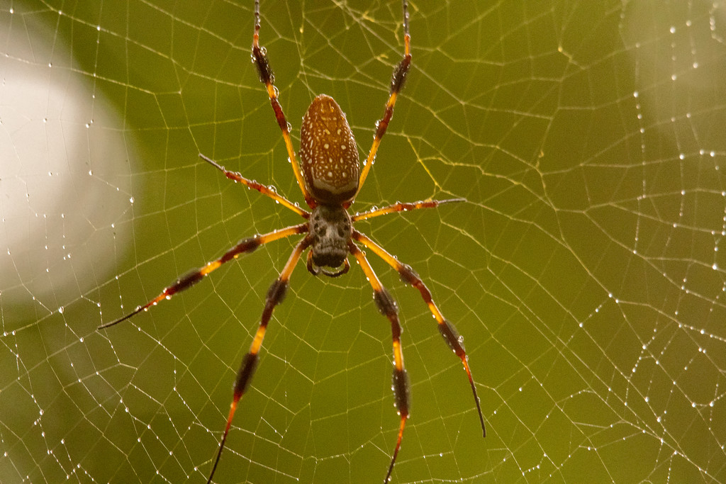 Wet Orb Weaver Spider! by rickster549