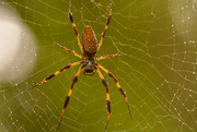 31st Aug 2020 - Wet Orb Weaver Spider!