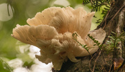 31st Aug 2020 - Fungi on the Tree!