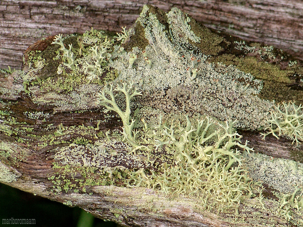 Zooming in on a lichen landscape... by marlboromaam
