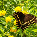 Palamedes Swallowtail... by marlboromaam
