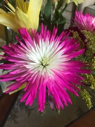 29th Aug 2020 - Bright flowers 