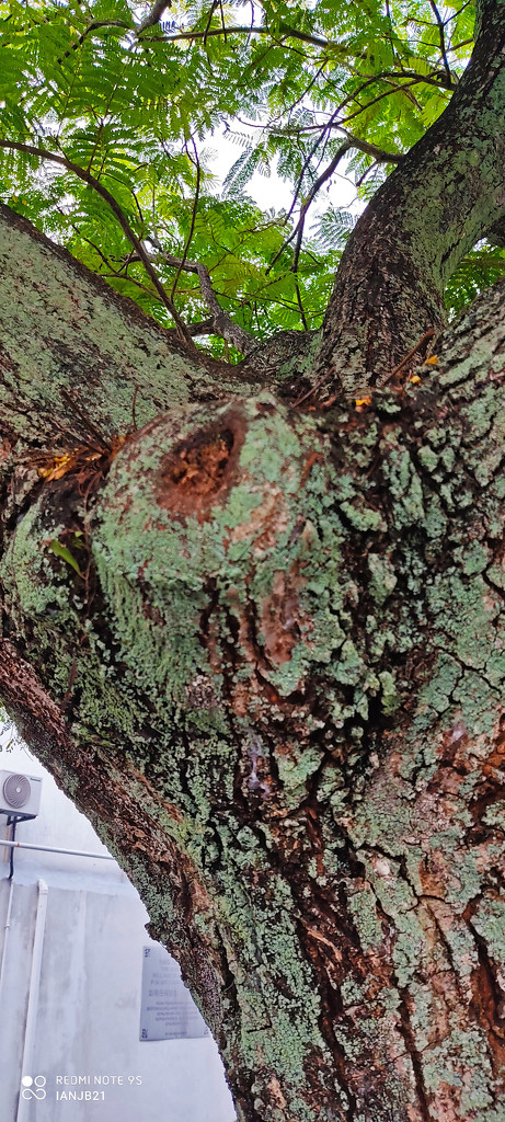 Tree texture by ianjb21
