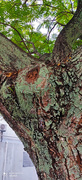 18th Apr 2020 - Tree texture