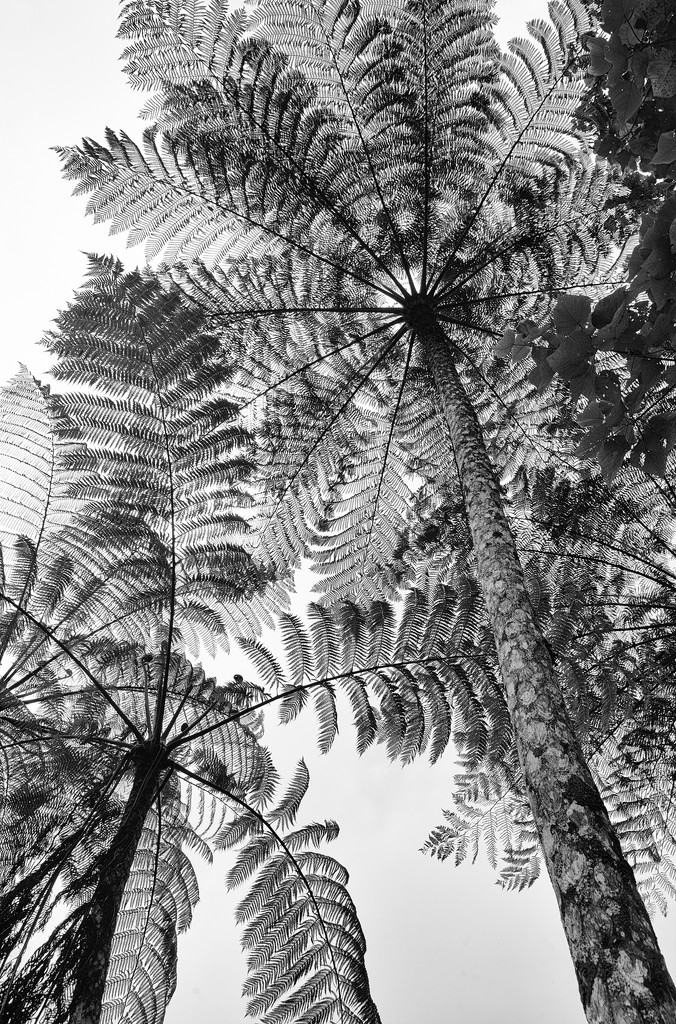 tree fern by jerome
