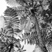 tree fern by jerome