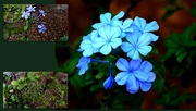 1st Sep 2020 - PLUMBAGO - DIFFERENT STAGES OF GROWTH