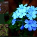 PLUMBAGO - DIFFERENT STAGES OF GROWTH by sangwann