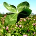 Four-leaved clover by julienne1