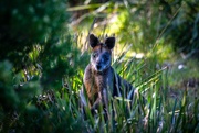 1st Sep 2020 - Swamp Wallaby