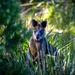 Swamp Wallaby by pusspup