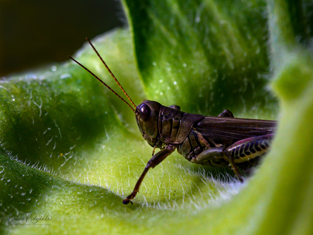 Grasshopper  by dridsdale