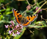 1st Sep 2020 - Totroiseshell Butterfly
