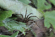 1st Sep 2020 - Garden Spider