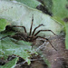 Garden Spider by juliedduncan