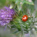 Ladybird by arkensiel