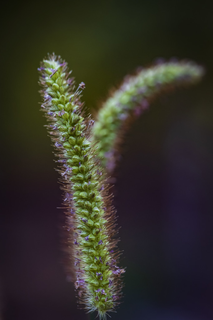 Fuzzy Grass by kvphoto