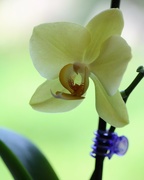 6th May 2020 - May 6: Orchid