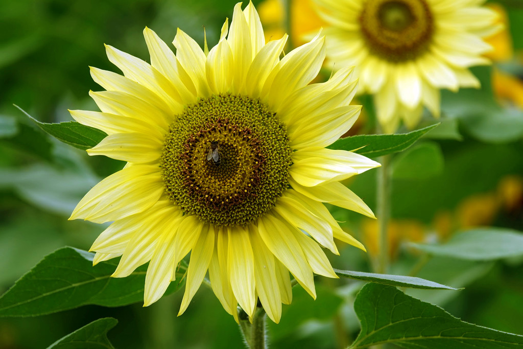 September Sunflower by seattlite