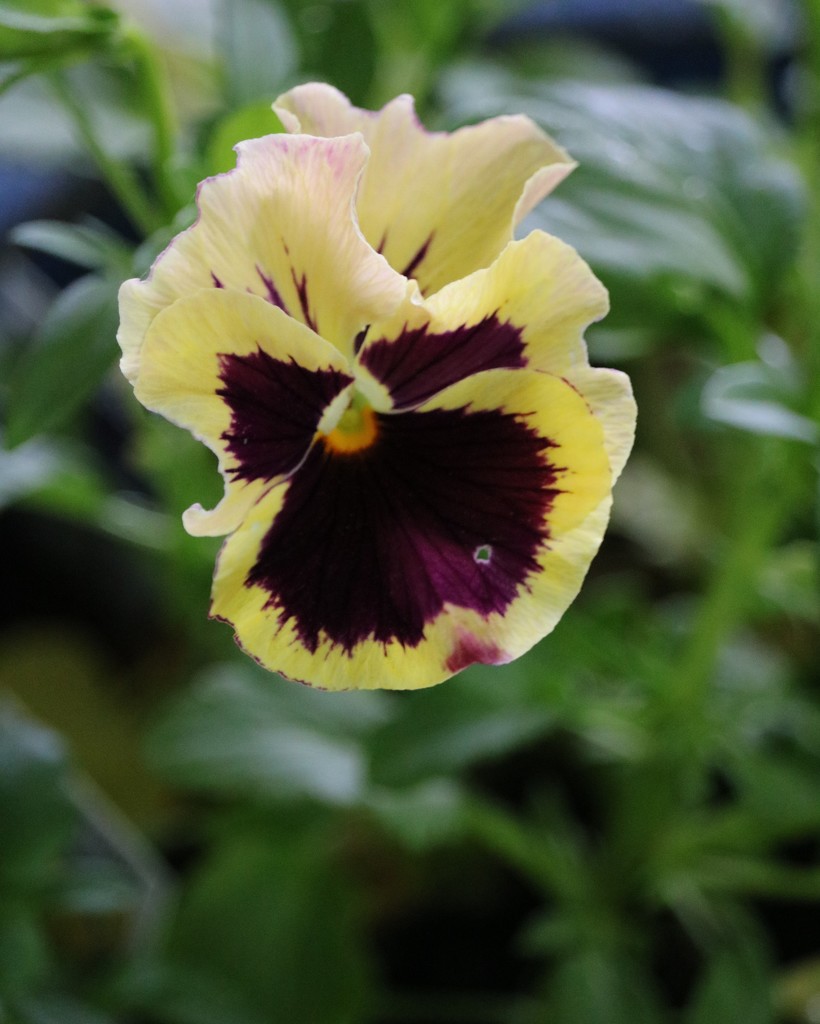 May 7: Pansy by daisymiller
