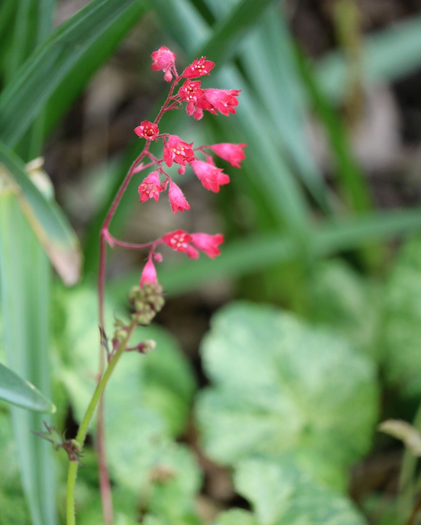 May 8: Coral Bells by daisymiller