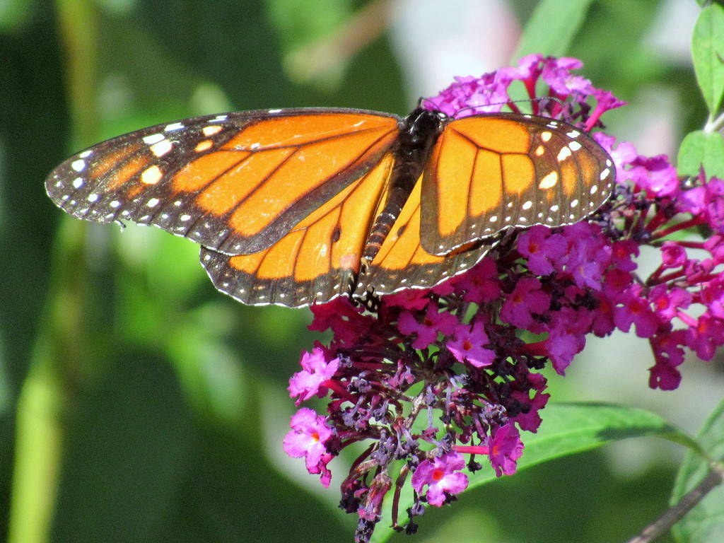 A Monarch at The Beaches by bruni