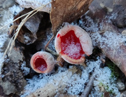 6th Feb 2020 - Scarlet elfcup, Sarcoscypha austriaca  (Punamaljakas, Scharlakansskål)