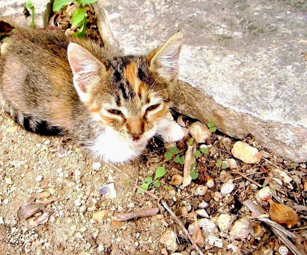 Šarena maca by vesna0210