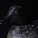 duck decoy by jernst1779