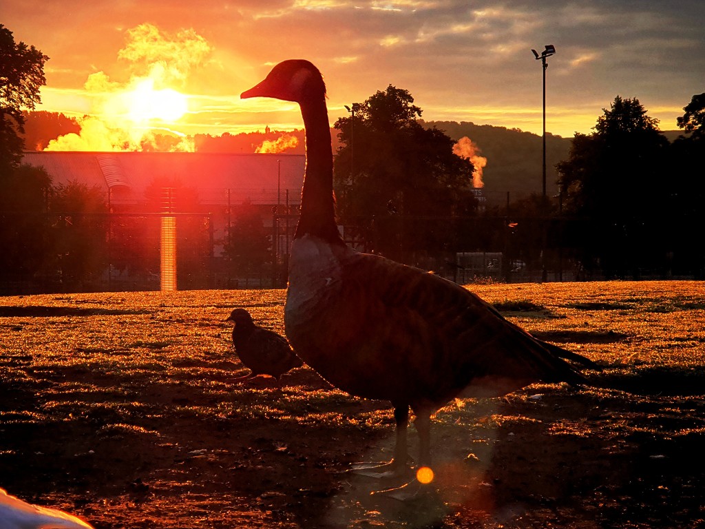 A goose, a pigeon & a sunrise by isaacsnek