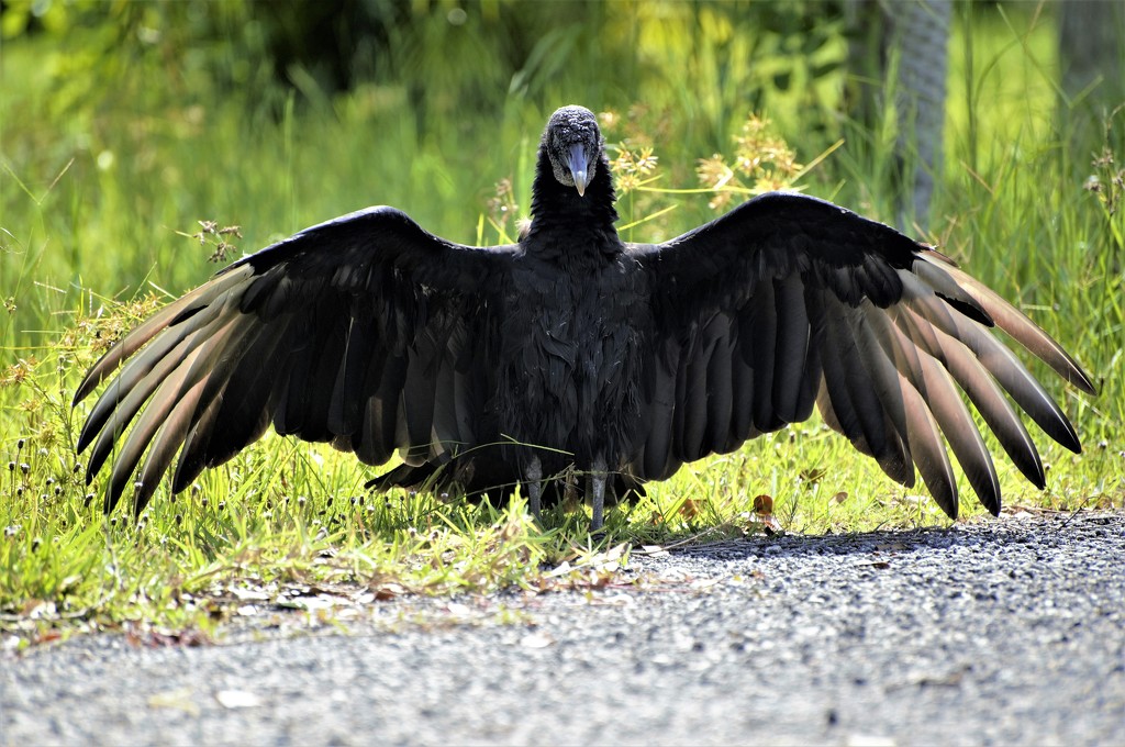 Black Vulture by chejja