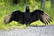 1st Sep 2020 - Black Vulture