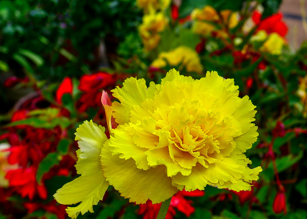 Yellow Begonia. by tonygig